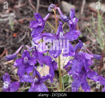 Nahaufnahme der lila Wildblume des unteren Larkspur (Delphinium bicolor) in den Beartooth Mountains, Montana Stockfoto