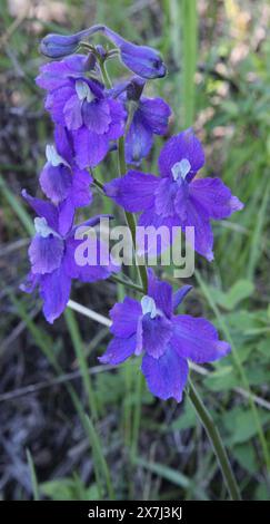 Niedriger Larkspur (Delphinium bicolor) lila Wildblume in den Big Belt Mountains, Montana Stockfoto