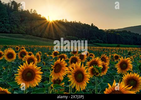 Sonnenblumenfeld bei Courrendlin. Courrendlin ist eine Gemeinde im Bezirk Delémont des Kantons Jura in der Schweiz. Der frühere deutsche Name Stockfoto