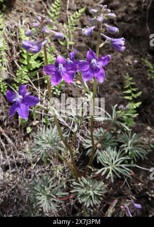 Niedrige Larkspur (Delphinium bicolor) lila Wildblume in den Tobacco Root Mountains, Montana Stockfoto