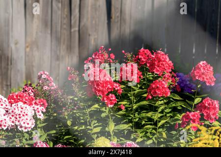 Verschiedene Farben von Phloxen Blumen sind in Sonnenstrahlen vor einem rustikalen Holzzaun, was eine bezaubernde Szene schafft. Die Blumen haben magentafarbene Farben, Ad Stockfoto