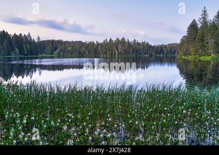 Der kleine Moorsee Etang de la Gruère im Schweizer Kanton Jura. Die Stimmung am Morgen kurz vor und nach Sonnenaufgang Stockfoto