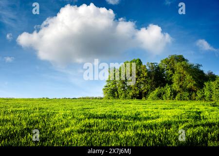 Jungweizenfeld und Wald im Sommer. Flauschige Wolken am blauen Himmel und grünes Gras im Vordergrund. Naturlandschaft Stockfoto