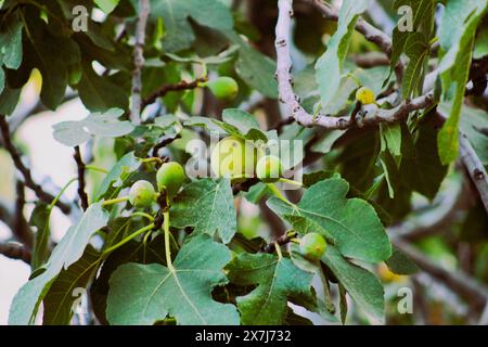 Feigenbaum (Ficus carica) aus der Nähe mit seinen Früchten, Haus Gartenbäume. Stockfoto