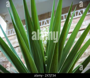 Yucca Panicle weiße Blüten. Es ist eine Gattung von mehrjährigen Sträuchern und Bäumen der Familie Asparagaceae, Unterfamilie Agavoideae. Stockfoto