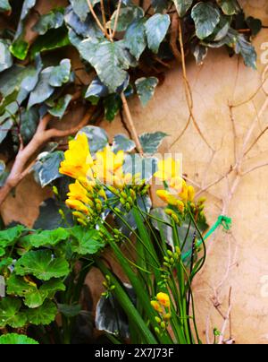 Yellow Freesia, Freesia refracta (Familie der Iridaceae) ist eine Gattung krautiger, mehrjähriger blühender Pflanzen. Stockfoto