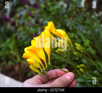 Yellow Freesia, Freesia refracta (Familie der Iridaceae) ist eine Gattung krautiger, mehrjähriger blühender Pflanzen. Stockfoto