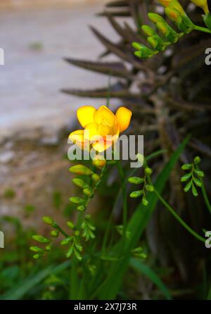 Yellow Freesia, Freesia refracta (Familie der Iridaceae) ist eine Gattung krautiger, mehrjähriger blühender Pflanzen. Stockfoto