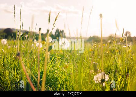 Löwenzahn (Taraxacum officinale) Samenköpfe und Wiesenfalter (Ranunculus acris), die im langen Gras einer Wiese wachsen, fangen die Abendsonne ein. Stockfoto