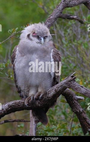 Milchuhu / Verreaux-Uhu / Bubo lacteus oder Ketupa lactea Stockfoto