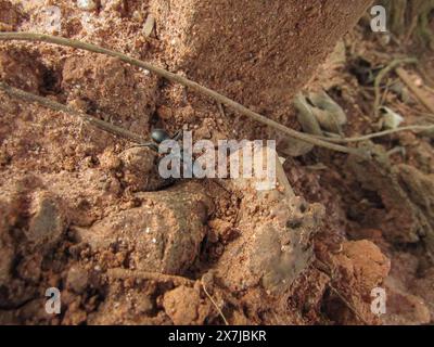 Schwarze Ameise, die über den roten Erdboden läuft, zwischen trockenen Blättern, Steinen und Kieselsteinen, Bäumen und Bambuszweigen auf der Suche nach Nahrung für die Ameisenhügel. Stockfoto