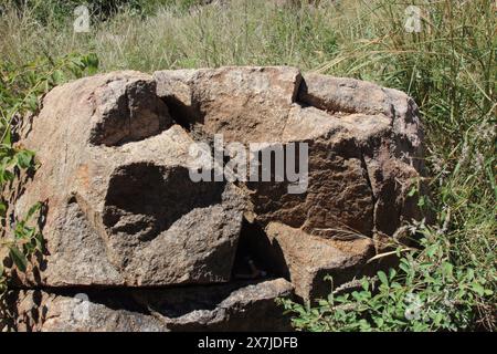 Afrikanischer Busch - Krügerpark / Afrikanischer Bush - Kruger Park / Stockfoto