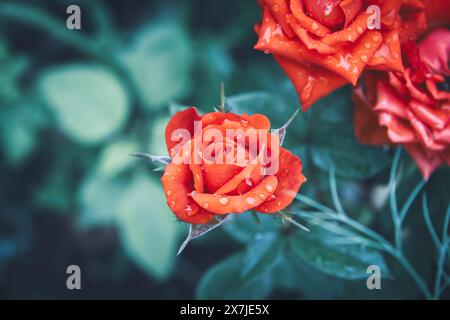 Schöne Rosenblüten mit Tropfen Morgentau auf den Blättern. Scharlachrote Rose aus der Nähe.. Stockfoto