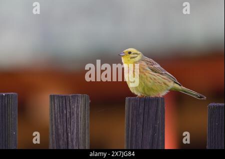 Emberiza citrinella alias Yellowhammer thronte auf dem Zaun in der Wohngegend. Frühlingsabend. Stockfoto