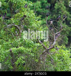 Eine Herde Sturnus vulgaris alias Europäischer Star, die auf dem Baum thront. Stockfoto