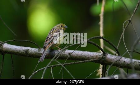 Emberiza citrinella alias Yellowhammer thronte auf dem Baum im dunklen Wald. Frühlingsabend. Stockfoto