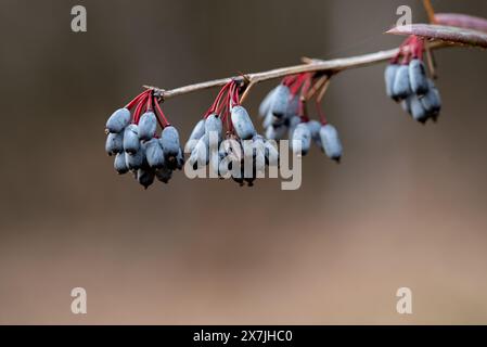 Nahaufnahme eines Zweigs der blauen gemeinen oder europäischen Berberitze Berberis vulgaris mit rotem Blatt im Frühjahr Stockfoto