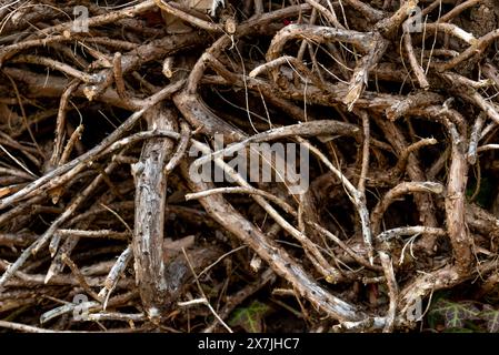 Die Wurzeln eines umgestürzten Baumes, Thujas. Stockfoto