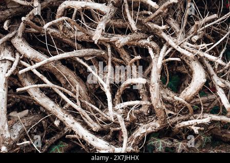 Die Wurzeln eines umgestürzten Baumes, Thujas. Stockfoto