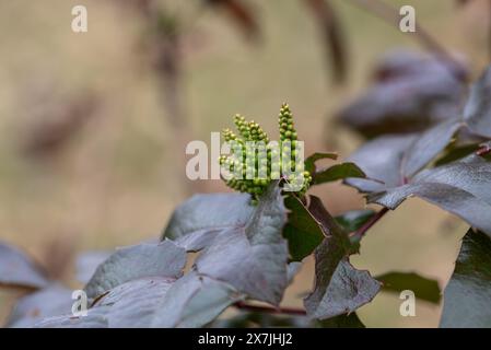 Mahonia aquifolium. Gelbe Blüten und rote Blätter eines Mahonia japonica Busches. Stockfoto