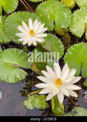 Weiße Lotusblüten in Teichnähe Stockfoto