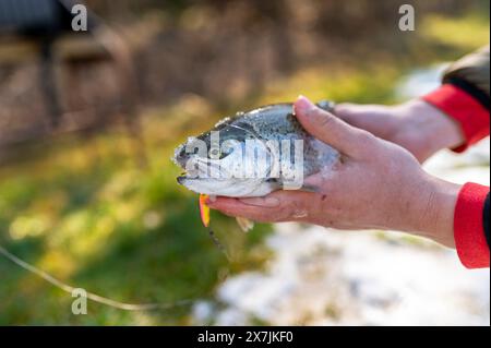 Regenbogenforelle auf rotierenden Spinner gefangen. Stockfoto