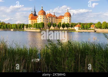 Barockschloss Moritzburg das auch als Filkulisse bekannte Wasserschloss, liegt mitten in einem See und ist ein beliebtes Ausflugsziel. Ein Schwanenpaar hat am Seeufer sein Nest errichtet. Moritzburg Sachsen Deutschland *** Barockschloss Moritzburg das Wasserschloss, auch Filmset genannt, liegt mitten in einem See und ist ein beliebtes Ausflugsziel Ein Schwänenpaar haben am Seeufer Moritzburg Sachsen Deutschland ihr Nest gebaut Stockfoto