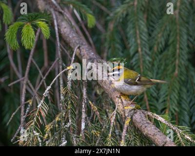 Ein männlicher Firecrest Regulus ignicapillus, der sich in und um eine Fichte in einem Wald von North Norfolk ernährt. UK. Stockfoto