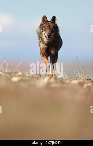 Iberischer Wolf in der kastilischen Steppe, Spanien Stockfoto