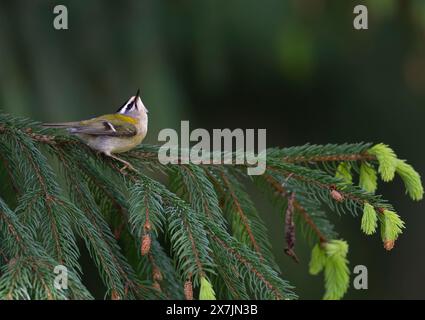 Ein männlicher Firecrest Regulus ignicapillus, der sich in und um eine Fichte in einem Wald von North Norfolk ernährt. UK. Stockfoto