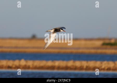 Whiskered Seeschwalbe (Chlidonias hybridus), die bei Sonnenuntergang im Ebro-Delta, Spanien, über Reisfelder fliegt Stockfoto