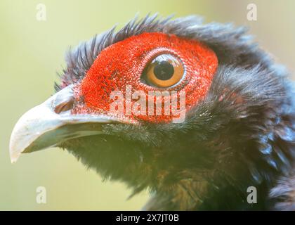 Der Kalij Fasan, der im Himalaya beheimatet ist, ernährt sich von Samen, Insekten und Beeren. Dieses Foto zeigt sein markantes Gefieder in Nepal. Stockfoto