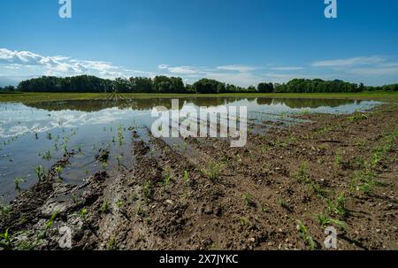 Überflutetes Maisfeld bei Offenburg in Baden-Württemberg, Deutschland, Europa Stockfoto