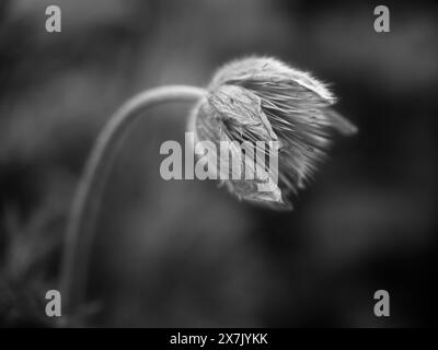 Ein schwarzes und weißes Makrofoto einer hübschen Pasque-Blume in einem öffentlichen Garten in Spokane, Washington. Stockfoto