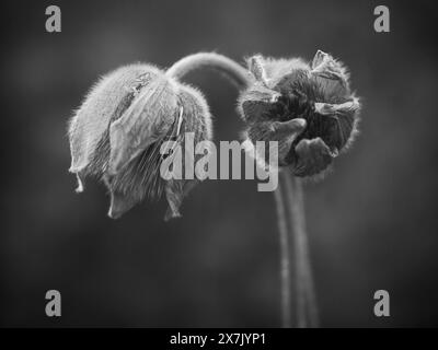 Ein schwarzes und weißes Makrofoto einer hübschen Pasque-Blume in einem öffentlichen Garten in Spokane, Washington. Stockfoto