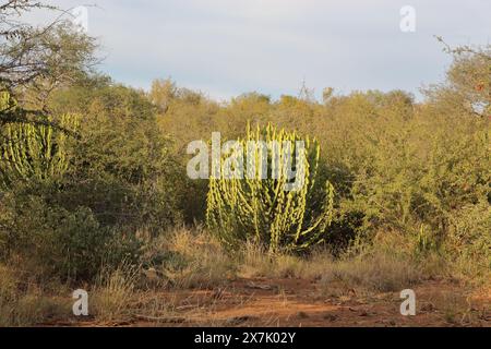 Afrikanischer Busch - Kaktus / Afrikanischer Busch - Kaktus / Kakteen Stockfoto