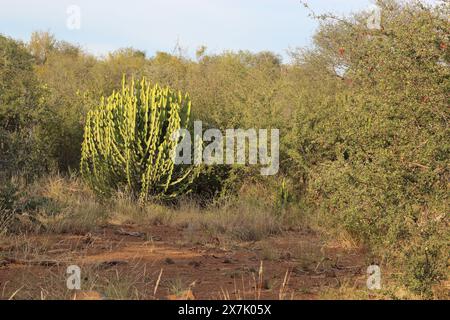 Afrikanischer Busch - Kaktus / Afrikanischer Busch - Kaktus / Kakteen Stockfoto