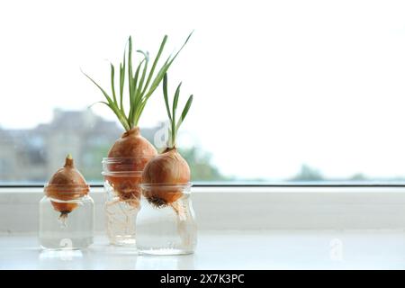 Gekeimte Zwiebeln in Gläsern mit Wasser auf der Fensterbank. Leerzeichen für Text Stockfoto