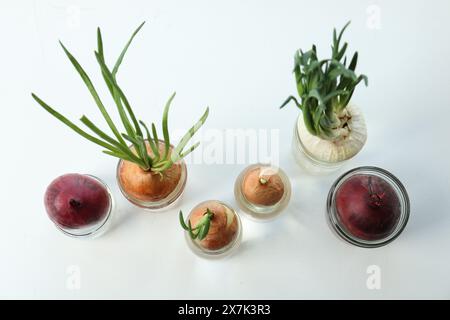 Viele gekeimte Zwiebeln in Gläsern auf weißem Hintergrund, flach gelegt Stockfoto