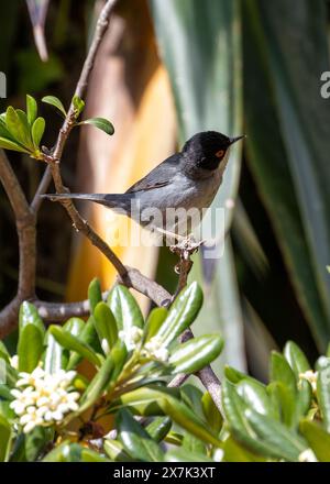 Der im Mittelmeer heimische sardische Warbler ernährt sich von Insekten und Beeren. Dieses Foto zeigt die unverwechselbare schwarze Kappe und die weiße Kehle Stockfoto