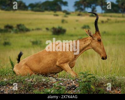 Lelwel Hartebeest - Alcelaphus buselaphus lelwel auch Jacksons Hartebeest, große Antilope im Grasland in Uganda, Afrika. Hybridisieren Sie mit Cola Harteb Stockfoto