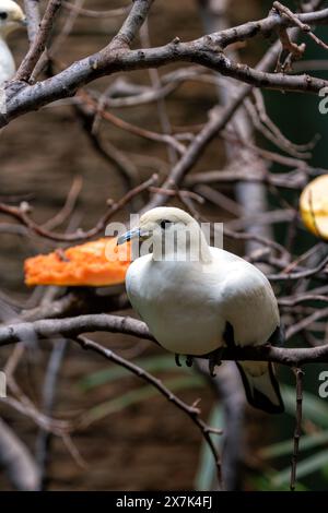 Die in Südostasien und Nordaustralien beheimatete Pied Imperial Pigeon ernährt sich von Früchten und Beeren. Dieses Foto zeigt seine elegante Form in seinem tr Stockfoto