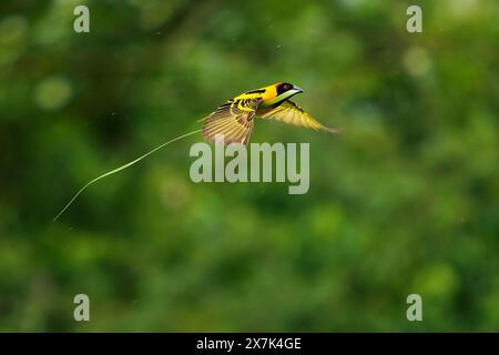 Village Weaver – Ploceus cucullatus auch Fleckenweber oder Schwarzkopfweber, gelber Vogel in Ploceidae, der in Afrika gefunden wurde und mit dem Gras für Th fliegt Stockfoto