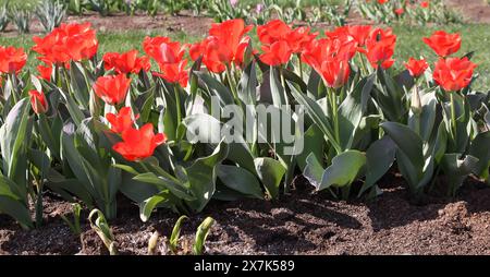 Rote Tulpe blüht auf einem Feld. Stockfoto