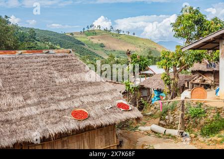 Hellrote Chilis, die in der Sonne auf einem Dach in einem Dorf in Lahu in der Lanjia Lodge in Chiang Khong in der Provinz Chiang Rai im Norden Thailands trocknen Stockfoto