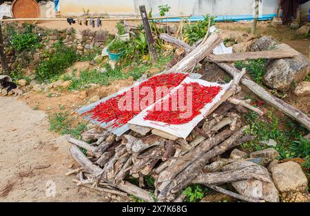 In einem Dorf in Lahu in der Lanjia Lodge in Chiang Khong in der Provinz Chiang Rai im Norden Thailands liegen hellrote Chilis zum Trocknen in der Sonne Stockfoto