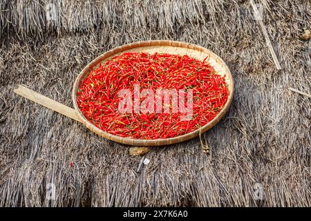 Hellrote Chilis, die in der Sonne auf einem Dach in einem Dorf in Lahu in der Lanjia Lodge in Chiang Khong in der Provinz Chiang Rai im Norden Thailands trocknen Stockfoto