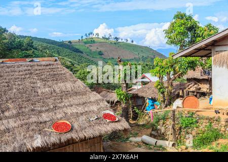 Hellrote Chilis, die in der Sonne auf einem Dach in einem Dorf in Lahu in der Lanjia Lodge in Chiang Khong in der Provinz Chiang Rai im Norden Thailands trocknen Stockfoto