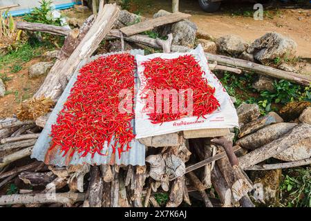 In einem Dorf in Lahu in der Lanjia Lodge in Chiang Khong in der Provinz Chiang Rai im Norden Thailands liegen hellrote Chilis zum Trocknen in der Sonne Stockfoto