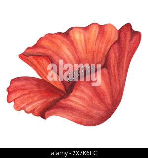 Rote Mohnblätter, schwarze Staubblätter. Wiese Wildblüte, Feld blühende Pflanzen Clip Art. Handgezeichnete Aquarellillustration isoliert auf weiß Stockfoto